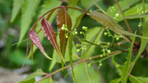 Le Neem, un arbre aux propriétés innombrables