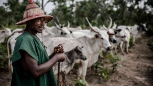 Bénin: Des dispositions pour une cohabitation pacifique entre agriculteurs et éleveurs