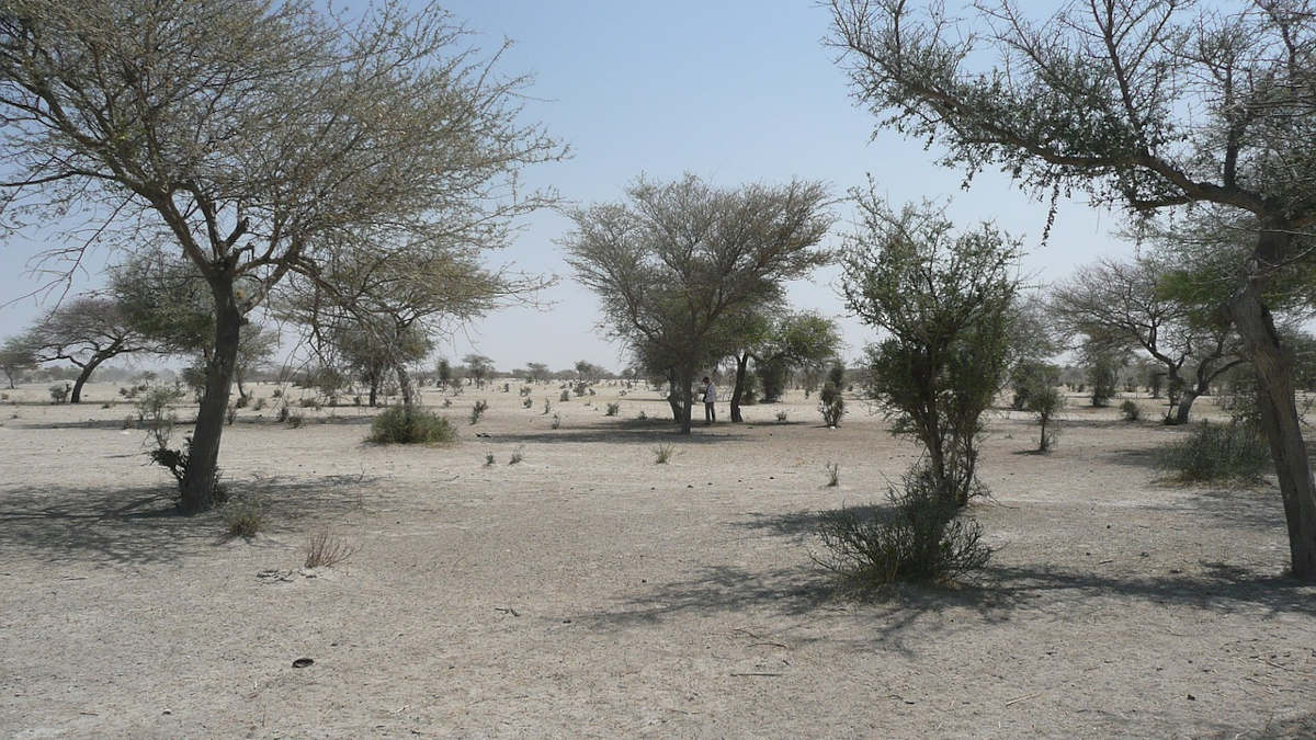 Sénégal : aide annoncée après la mort mystérieuse de 297 ovins à Nioro