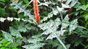 Acanthus montanus,  ornemental et nutritif