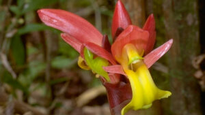 Aframomum angustifolium, une étonnante épice thérapeutique