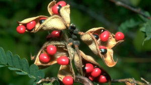 Viviman, abrus precatorius : plante sucrée avec un chapelet de vertus