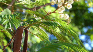 L'acacia pentagona, une liane à considérer