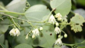 Adenia cissampeloides une liane tropicale extraordionaire