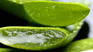 L'aloe vera et ses bienfaits sur le corps