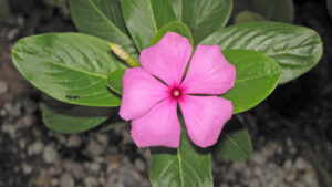 Catharanthus roseus, cette plante ornementale qui soigne