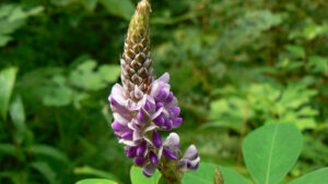 Les vertus médicinales du Desmodium