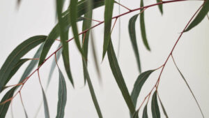 Eucalyptus : grand arbre aux effets et propriétés puissants