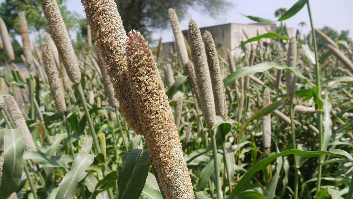 Le « mil » ou le pennisetum glaucum, une céréale nutritive originaire d'Afrique