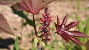 Ricinus communis, le Ricin, la solution cosmétique