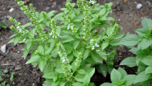 Tchiayo, basilic africain : une plante aroma-thérapeutique par essence