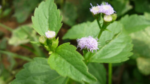 Ageratum conyzoides une herbe aromatisante qui soulage