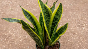 Dracaena trifasciata avec ses langues de belle-mère