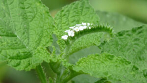 Heliotropium indicum une herbacée à grand potentiel