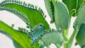 Kalanchoe daigremontiana : plante ornementale, vertueuse et hydradante