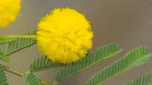 Acacia nilotica ou nep nep, la plante favorite des femmes et bien plus