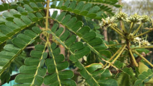 Albizia adianthifolia , arbuste tropical aux vertus écologiques et thérapeutiques denses