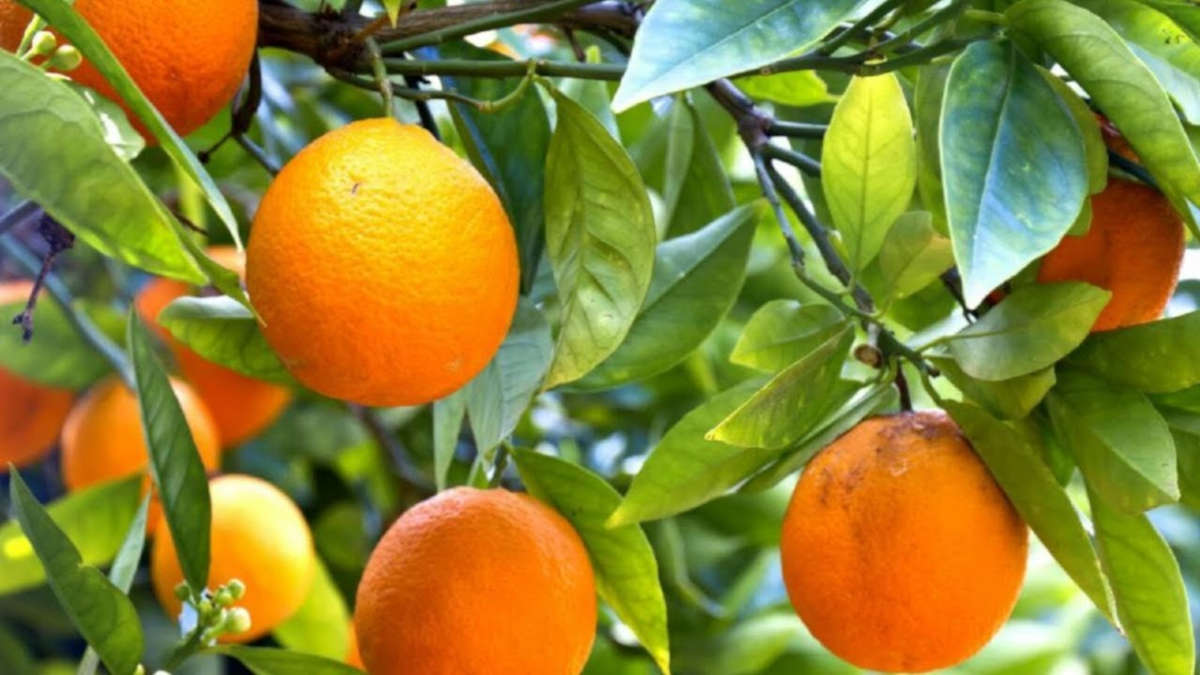 Citrus x sinensis et les oranges : de l'agrume au zeste