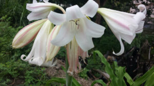 Crinum ornatum, une herbe bulbeuse, aromatisante et antimicrobienne