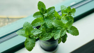 La menthe, l'espèce mentha aux valeurs aromatiques exceptionnelles