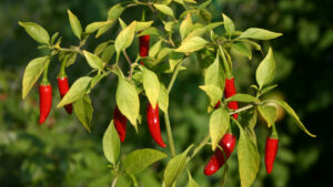 Capsicum frutescens, un piment très utile