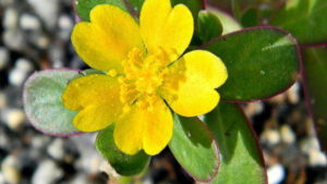 Portulaca oleracea, une plante comestible, thérapeutique et pour les soins de la peau