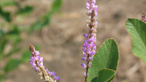 Desmodium velutinum, une autre espèce bienfaisante du genre Desmodium sp.