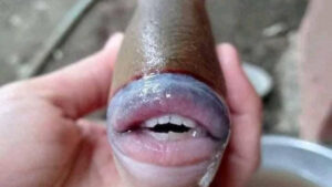 Avec une bouche humaine, un poisson amuse les internautes