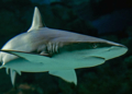 Requin blanc: une tiktokeuse risque 10 ans de prison pour en avoir consommé