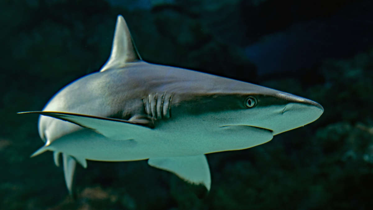 USA : une femme tuée par un requin