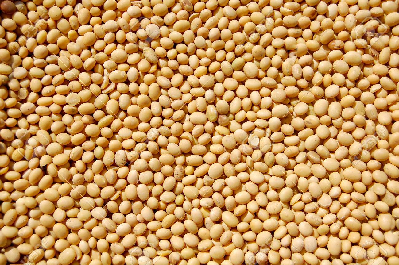 Yellow soybean grains are ready for long term storage