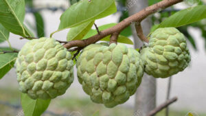 Annona squamosa, la pomme cannelle aux principes calmants et revivifiants