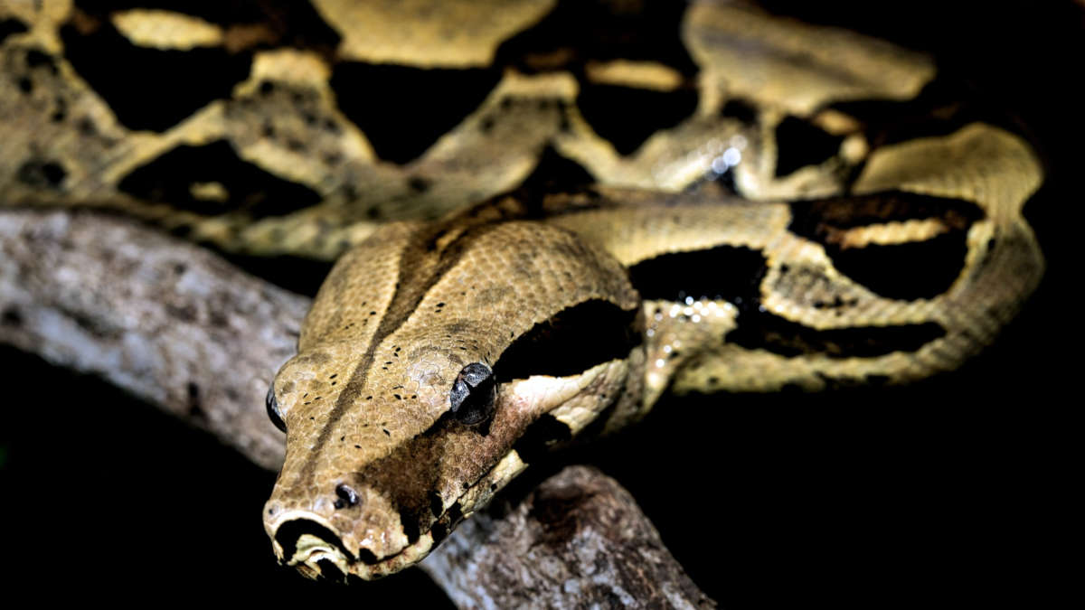 Un Américain meurt chez lui avec 60 serpents venimeux et 90 autres reptiles