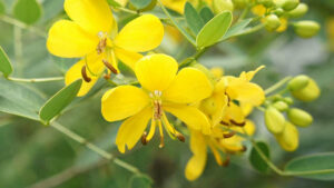 Cassia occidentalis ou Faux Kinkéliba : une variabilité phytochimique extraordinaire