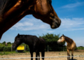 Une maladie inconnue et contagieuse tue 85 chevaux aux USA