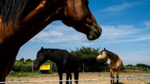 Une maladie inconnue et contagieuse tue 85 chevaux aux USA