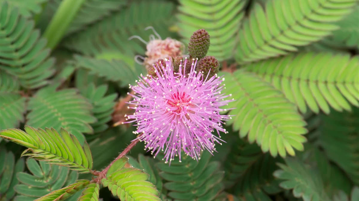 Mimosa pudica, une plante à sensibilité étonnante