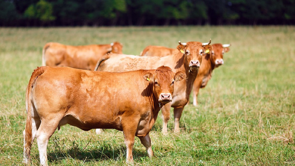 USA : 18000 vaches tuées dans l'explosion d'une ferme