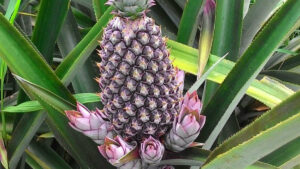 Ananas « Pain de Sucre » : le Bénin a désormais un label de qualité