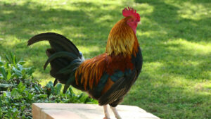 Bataille illégale : un coq de combat tue son propriétaire