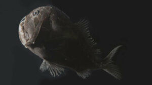 Un curieux poisson découvert au fin fond de l'océan