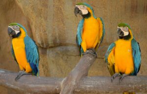 Des perroquets qui insultaient les visiteurs d'un zoo isolés