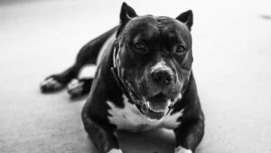 Un homme meurt, attaqué au visage par 7 chiens