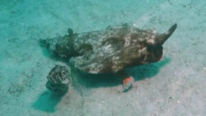 Un curieux poisson qui possède des pattes retrouvé au fond dans la mer