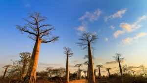 L'huile de baobab, un élixir puissant pour la peau