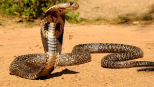 Infecté par la Covid-19 et la dengue, il perd la vue après une morsure de cobra royal