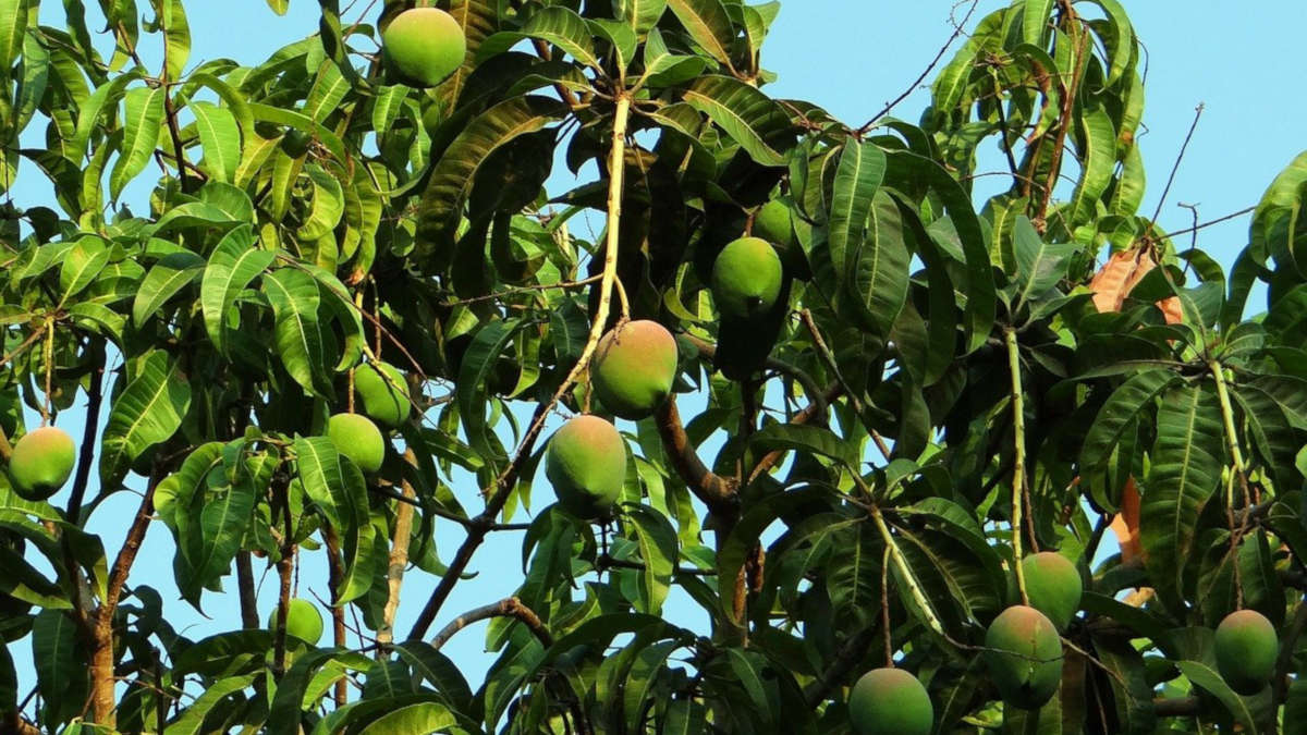 Les incroyables apports des feuilles du manguier (séchées) pour la santé