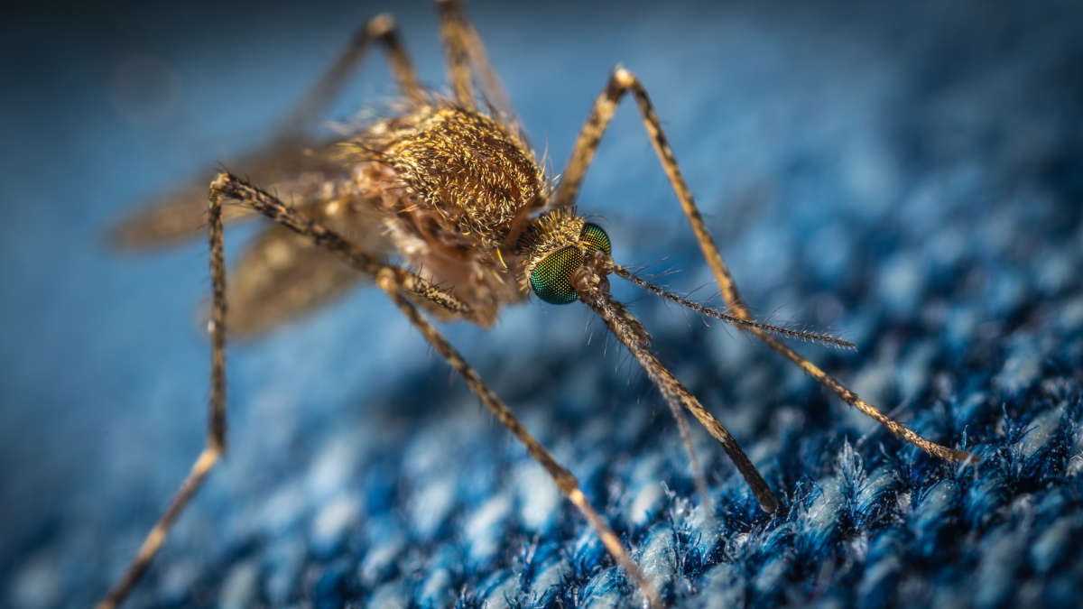Paludisme en Afrique : des milliers de vies toujours en danger