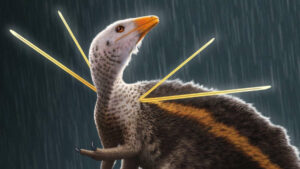 Un nouveau dinosaure de la taille d'un poulet découvert