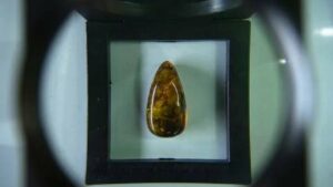 Une fleur fossilisée datant d'il y a 100 millions d'années découverte
